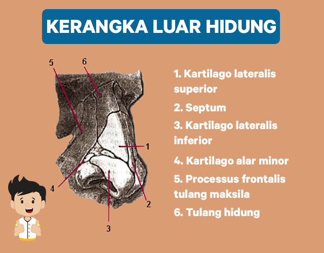 Apa Saja Bagian Bagian Hidung Beserta Fungsinya Biologi Kelas 7